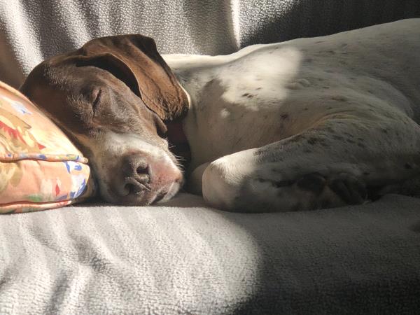 /images/uploads/southeast german shorthaired pointer rescue/segspcalendarcontest2021/entries/22052thumb.jpg